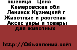 пшеница › Цена ­ 500 - Кемеровская обл., Ленинск-Кузнецкий г. Животные и растения » Аксесcуары и товары для животных   